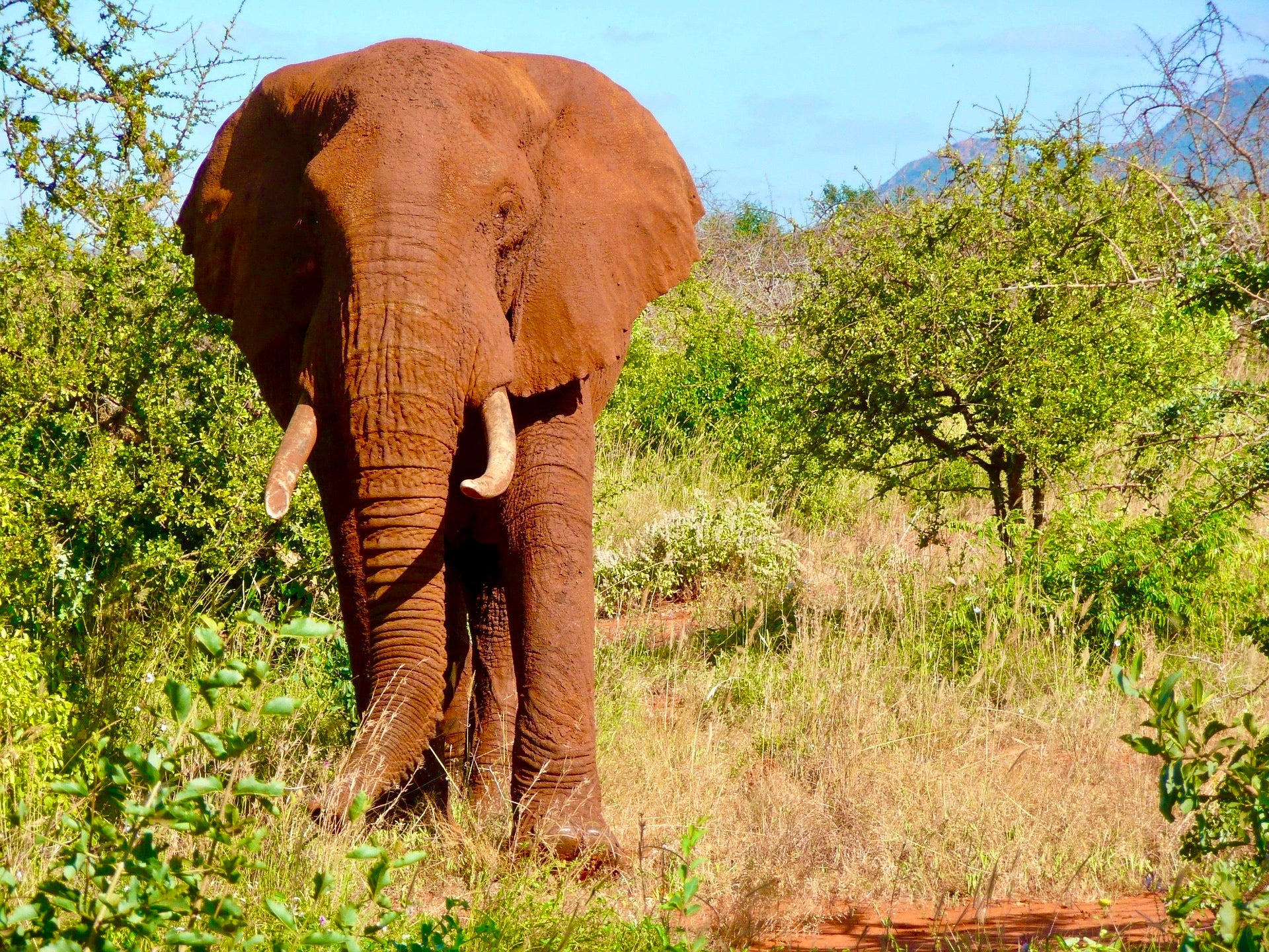 The Majestic African Elephant